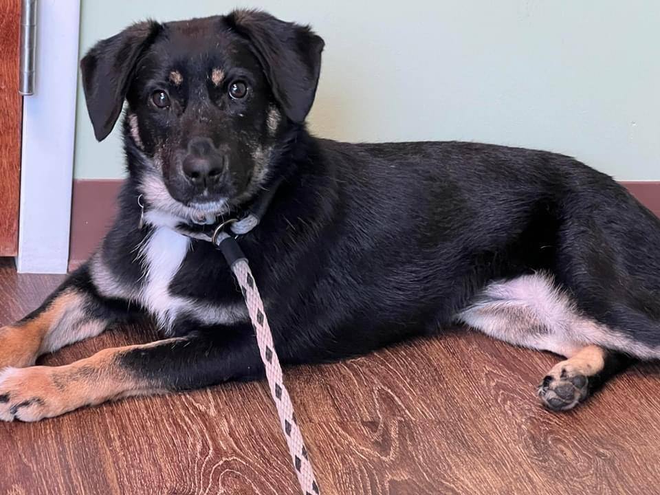 Violet, Adoptable, Young Female Mountain Dog.