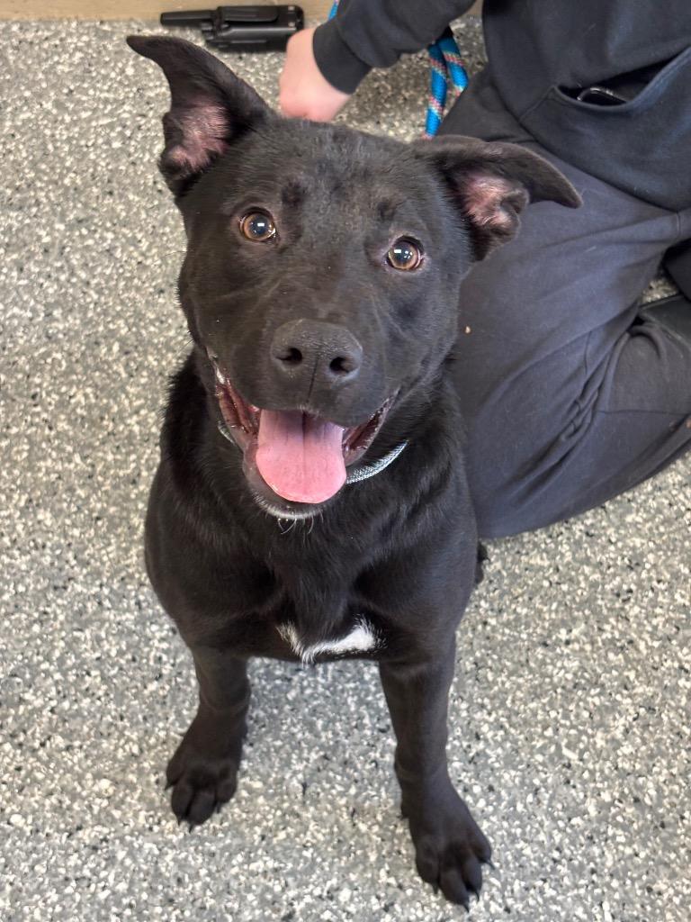 Enlarge Shannon, a Adoptable mixed breed in Liverpool, NY image 2/2