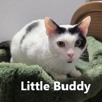 Enlarge Little Buddy, a Adoptable Domestic Short Hair in Olympia, WA image 1/1