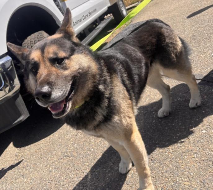A210076, Adoptable, Adult Male German Shepherd Dog & Alaskan Malamute.