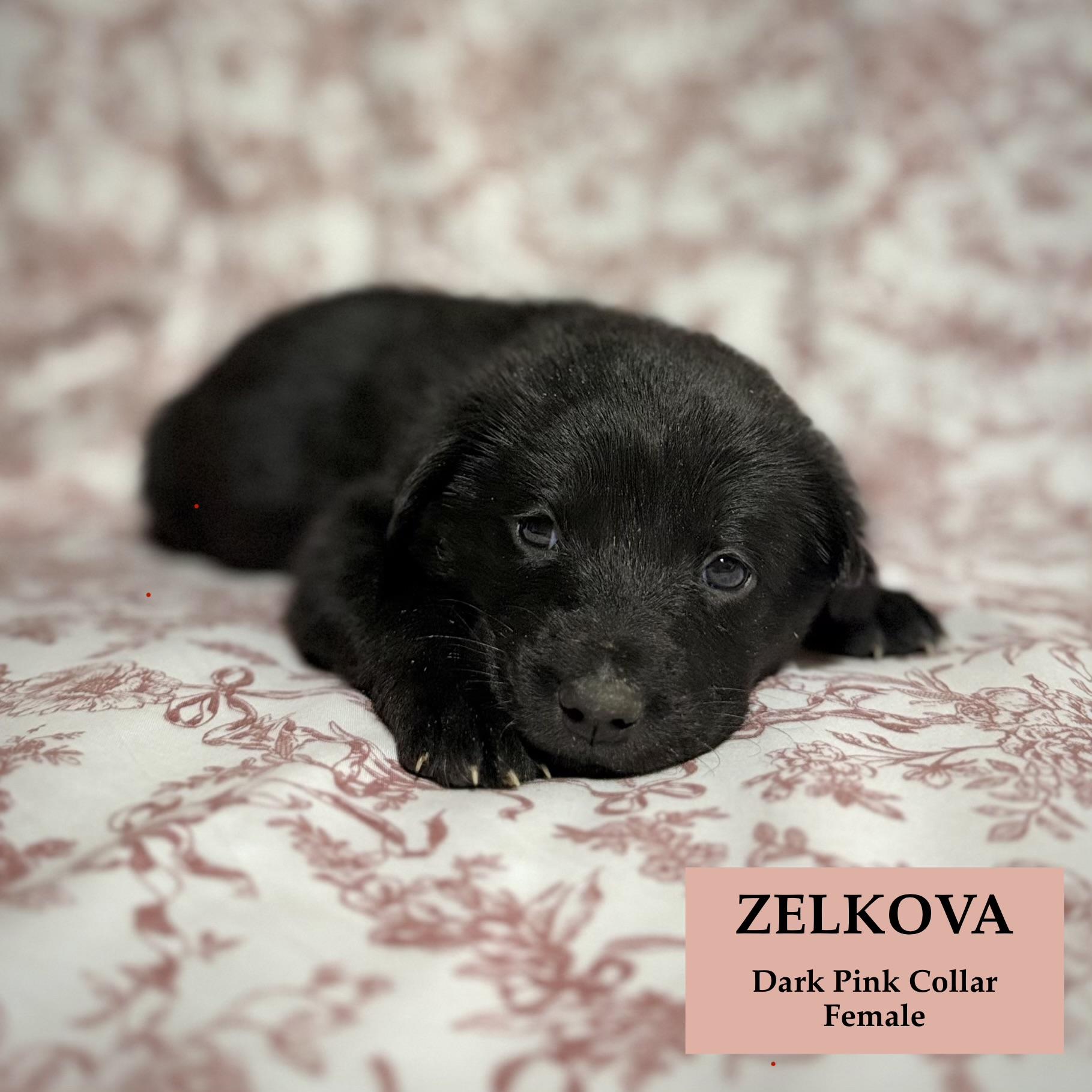 Enlarge Zelkova, a ADOPTABLE mixed breed in Rome, GA image 1/1