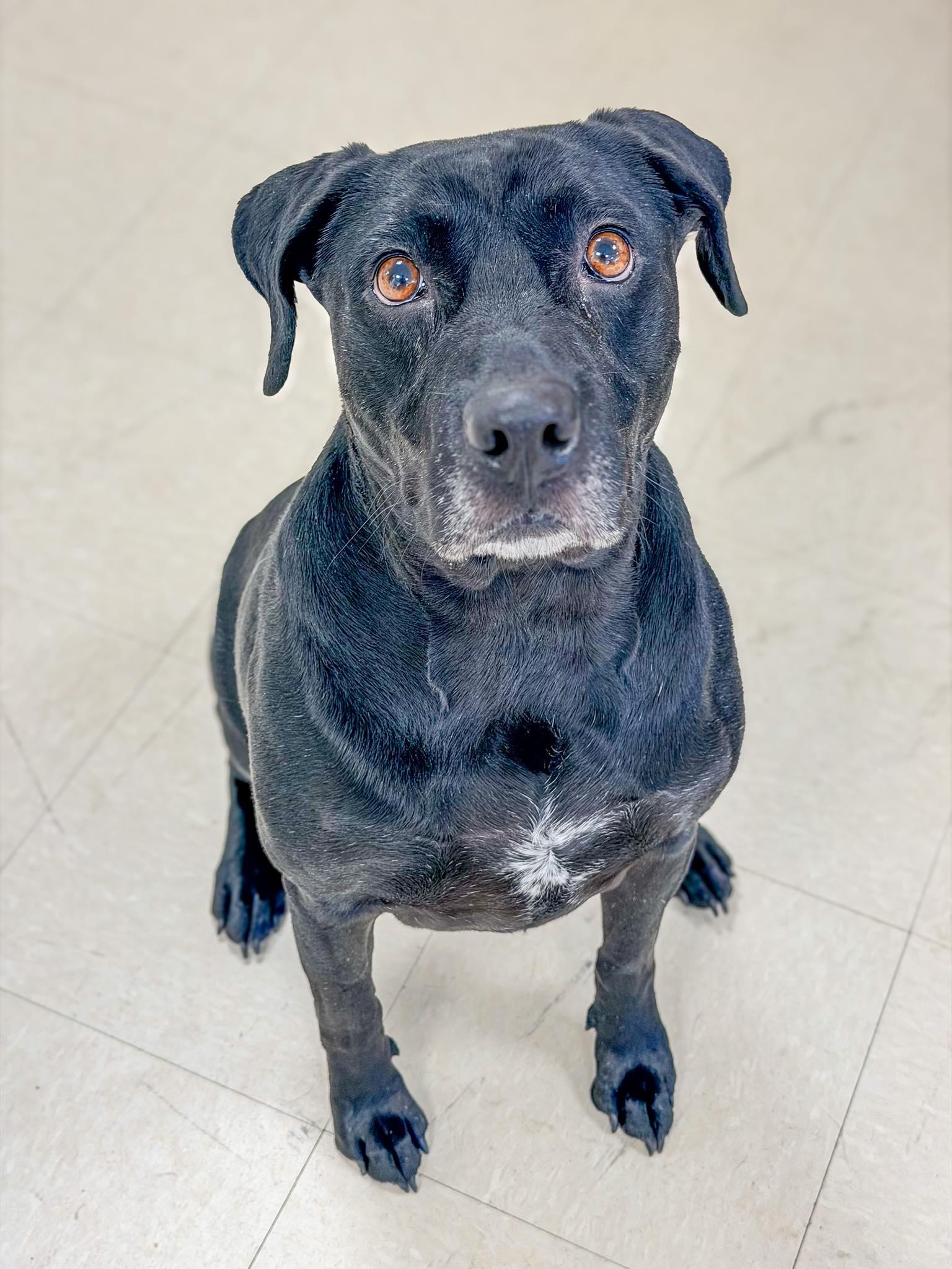 Enlarge Shaw, a Adoptable Labrador Retriever in Clayton, NJ image 1/1