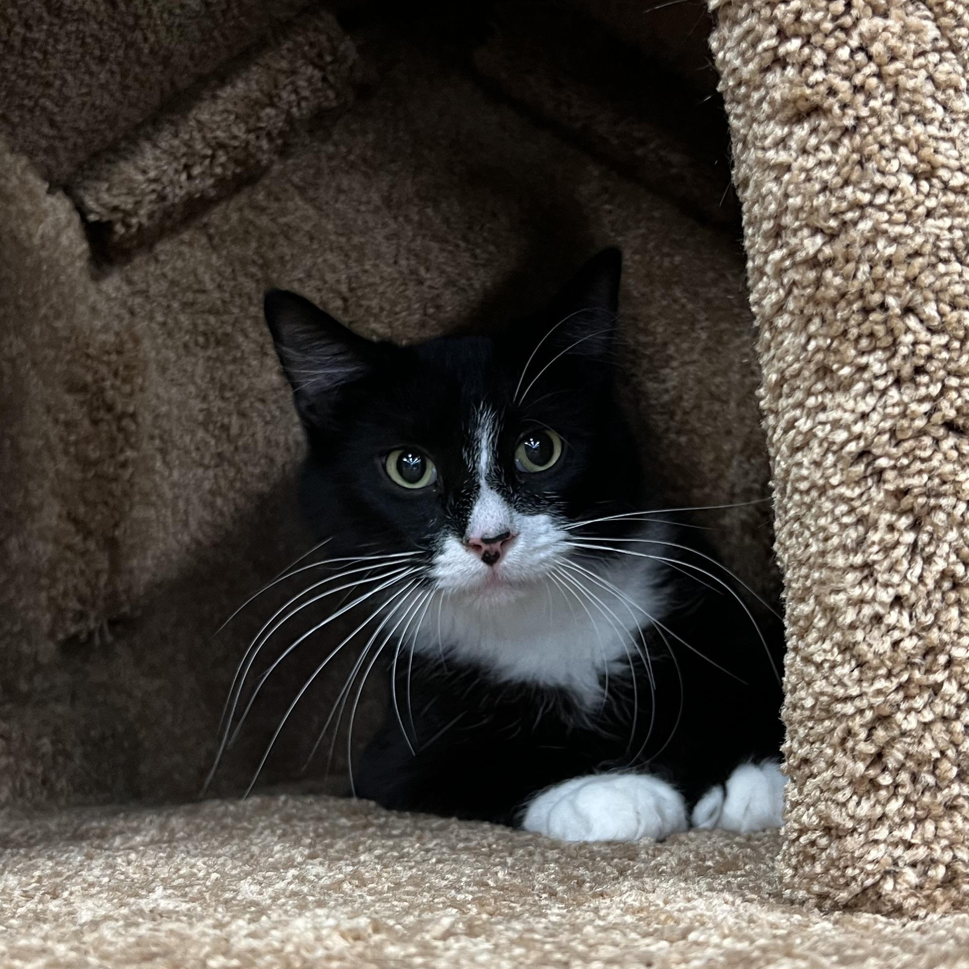 Nola, an adoptable Domestic Long Hair in Sun Prairie , WI, 53590 | Photo Image 5