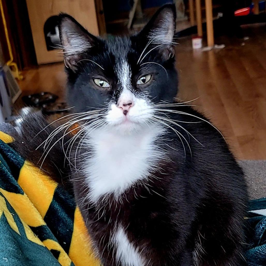 Nola, an adoptable Domestic Long Hair in Sun Prairie , WI, 53590 | Photo Image 3