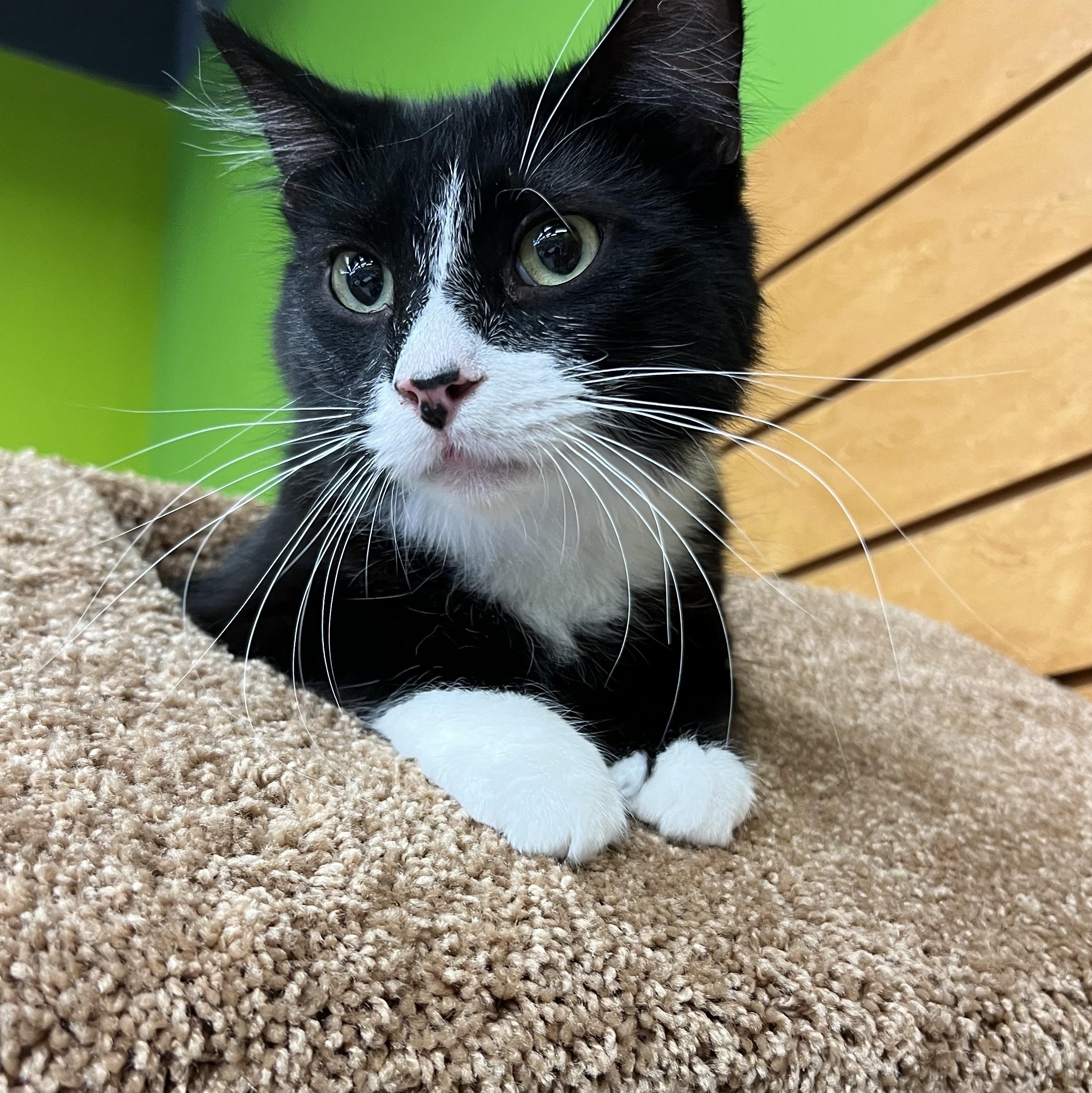 Nola, an adoptable Domestic Long Hair in Sun Prairie , WI, 53590 | Photo Image 4