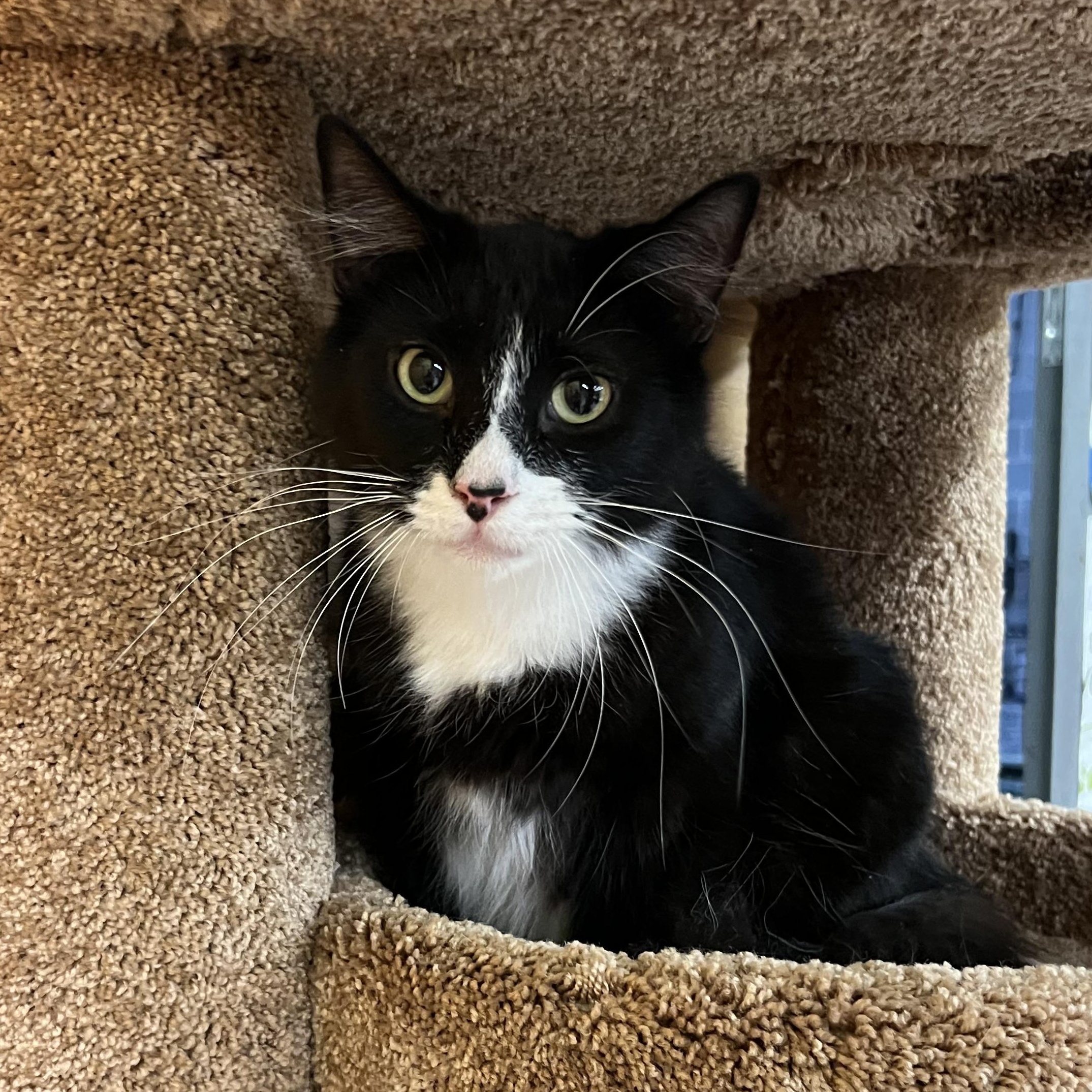 Nola, an adoptable Domestic Long Hair in Sun Prairie , WI, 53590 | Photo Image 6