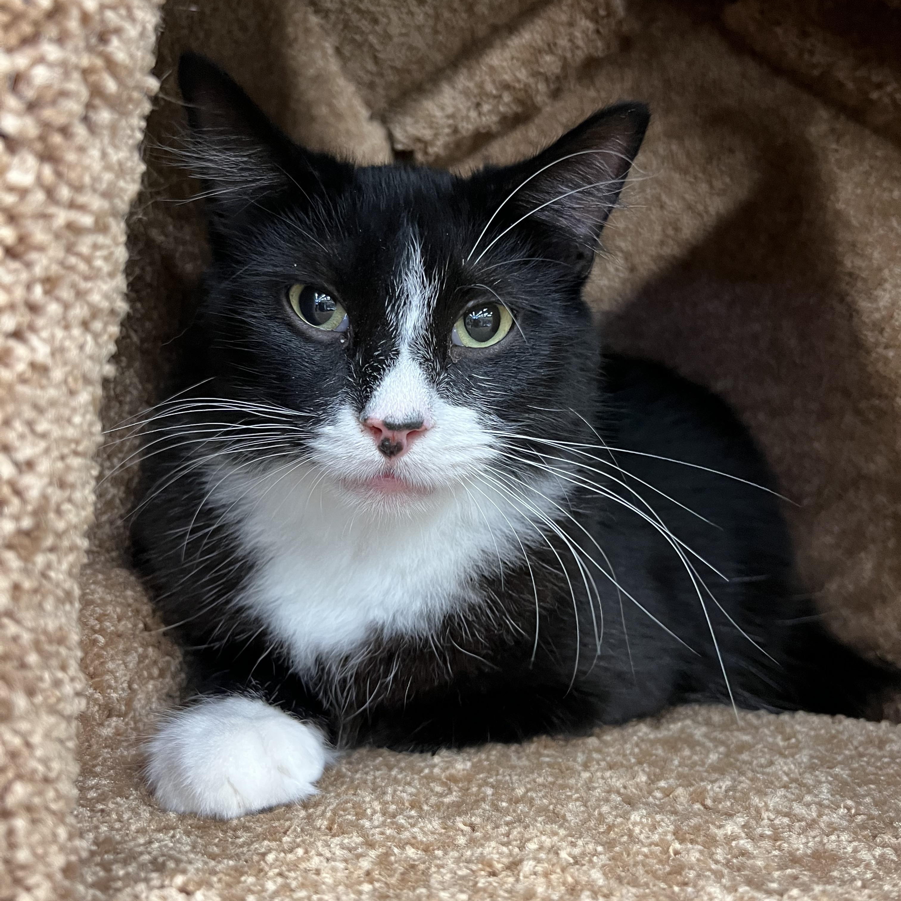 Nola, adoptable, Young Male Domestic Long Hair.