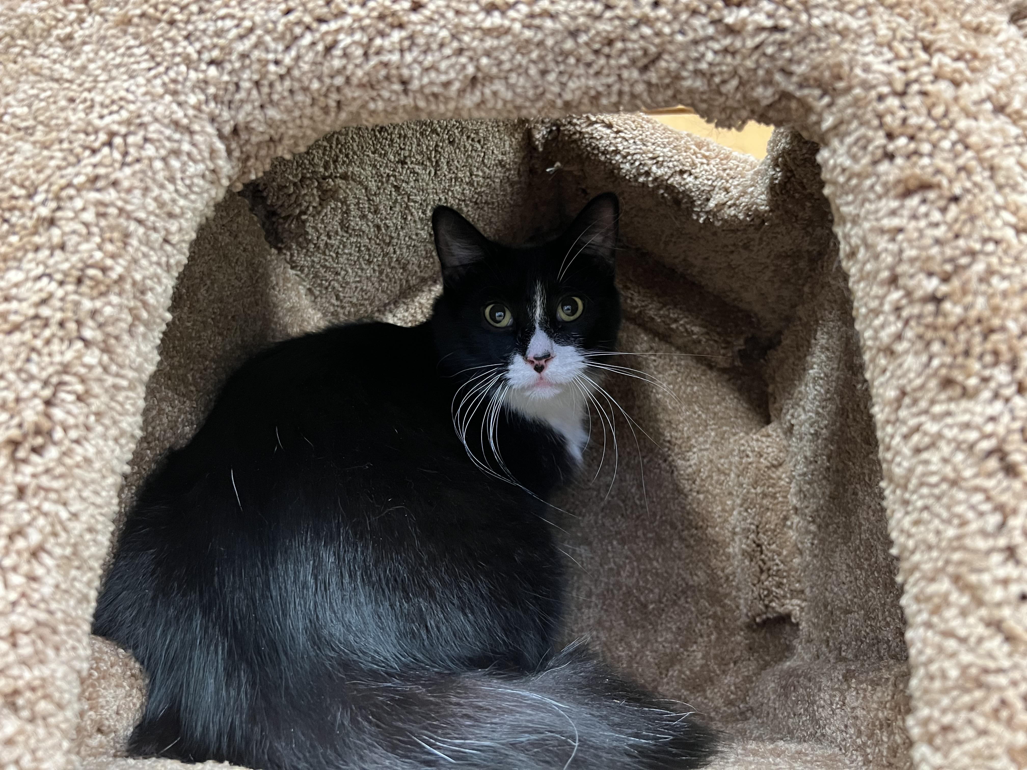 Nola, an adoptable Domestic Long Hair in Sun Prairie , WI, 53590 | Photo Image 2