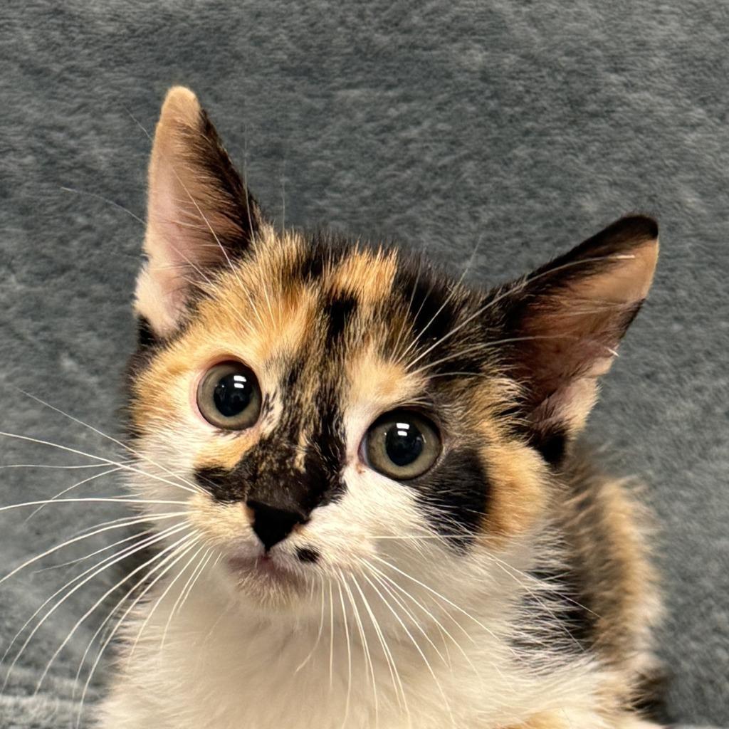 Jarmara, Adoptable, Kitten Female Domestic Short Hair.