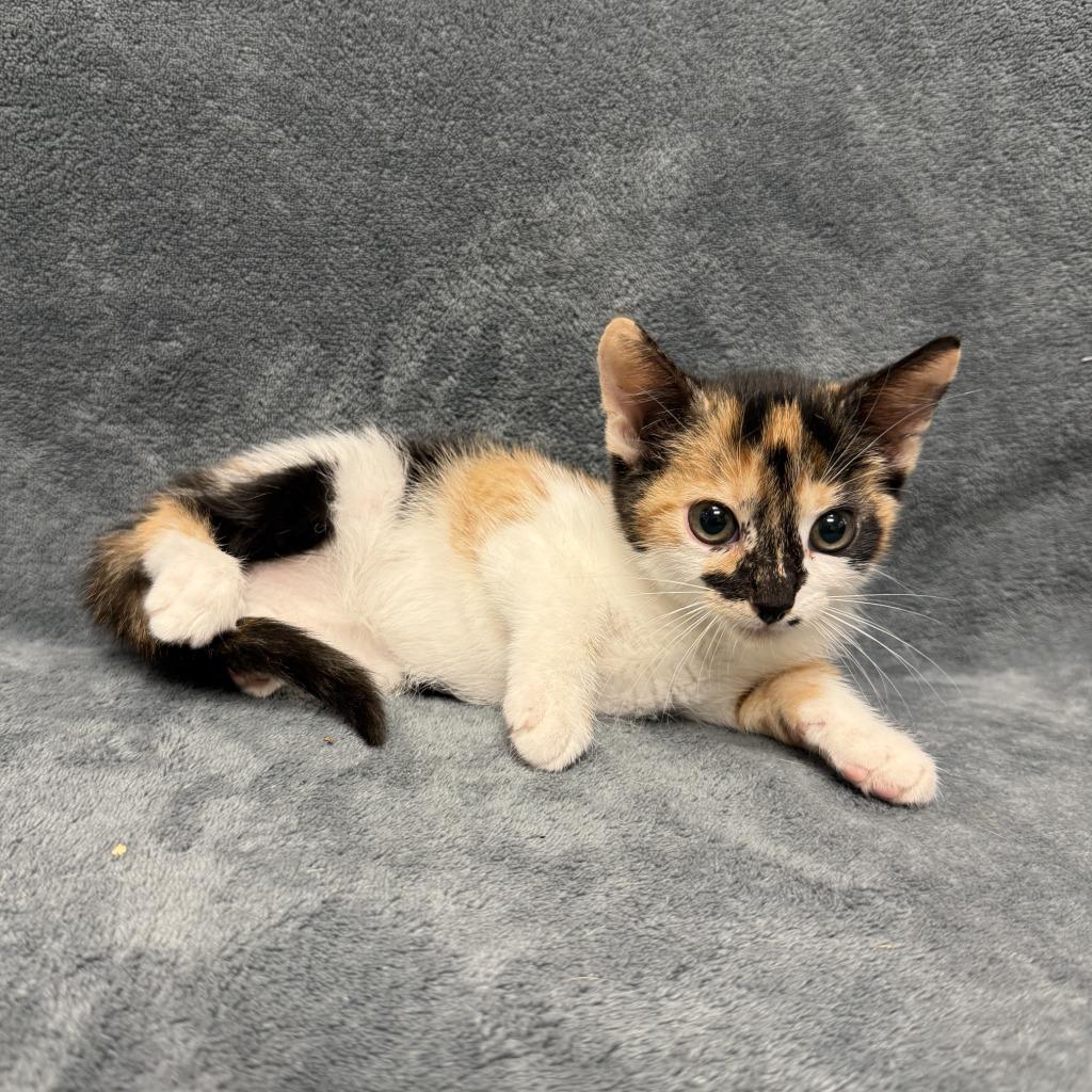 Enlarge Jarmara, a Adoptable mixed breed in Brenham, TX image 2/6