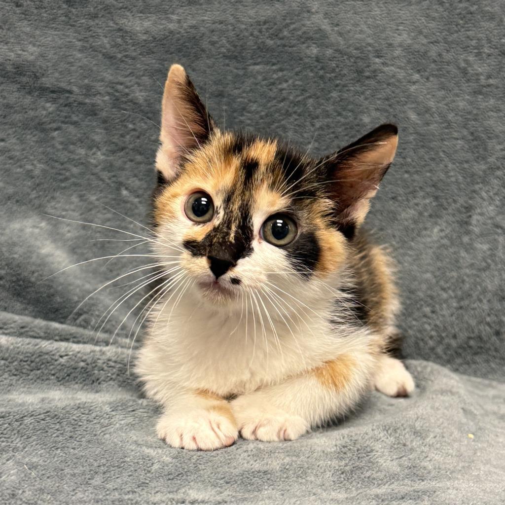 Enlarge Jarmara, a Adoptable mixed breed in Brenham, TX image 4/6
