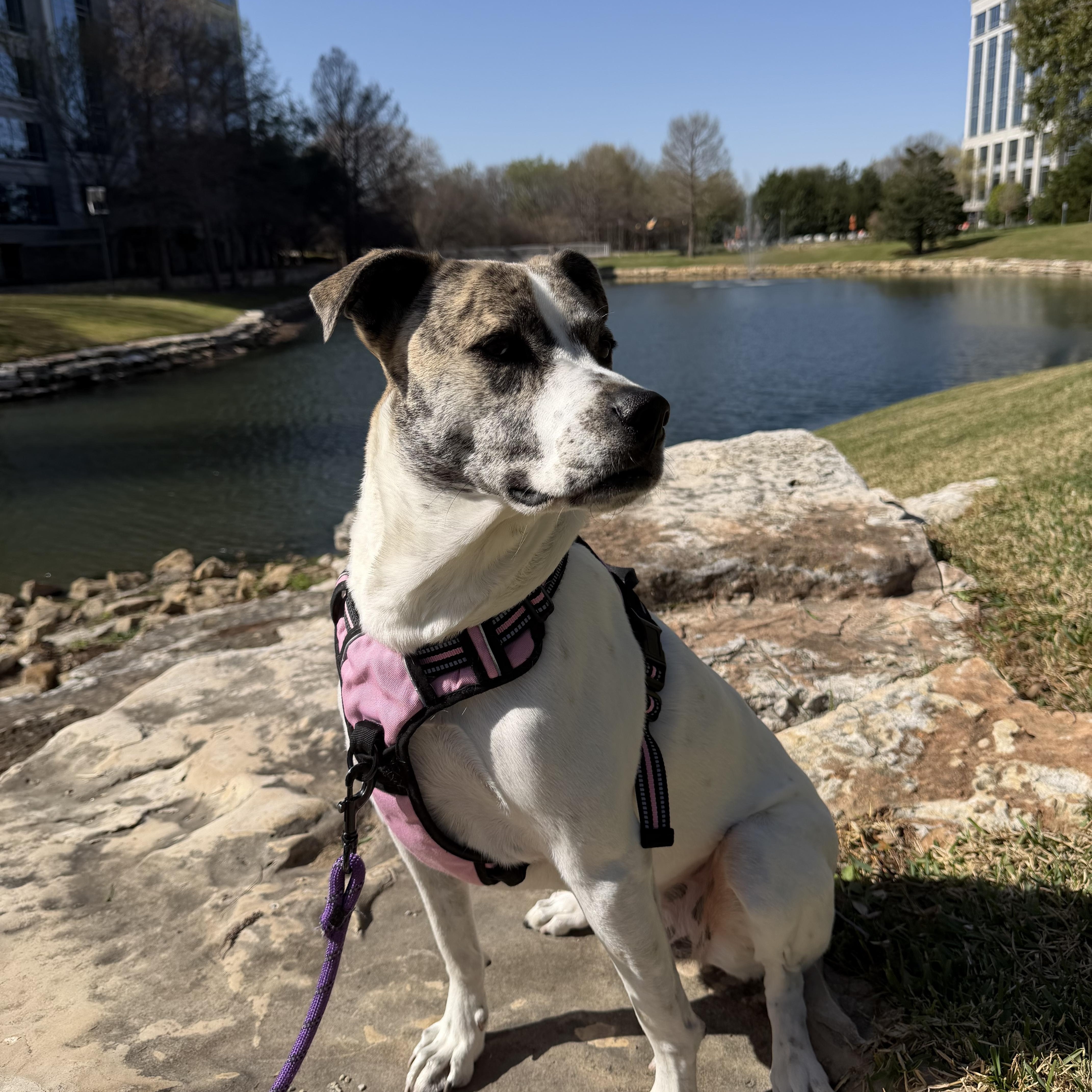 Greta, ADOPTABLE, Young Female Pit Bull Terrier.
