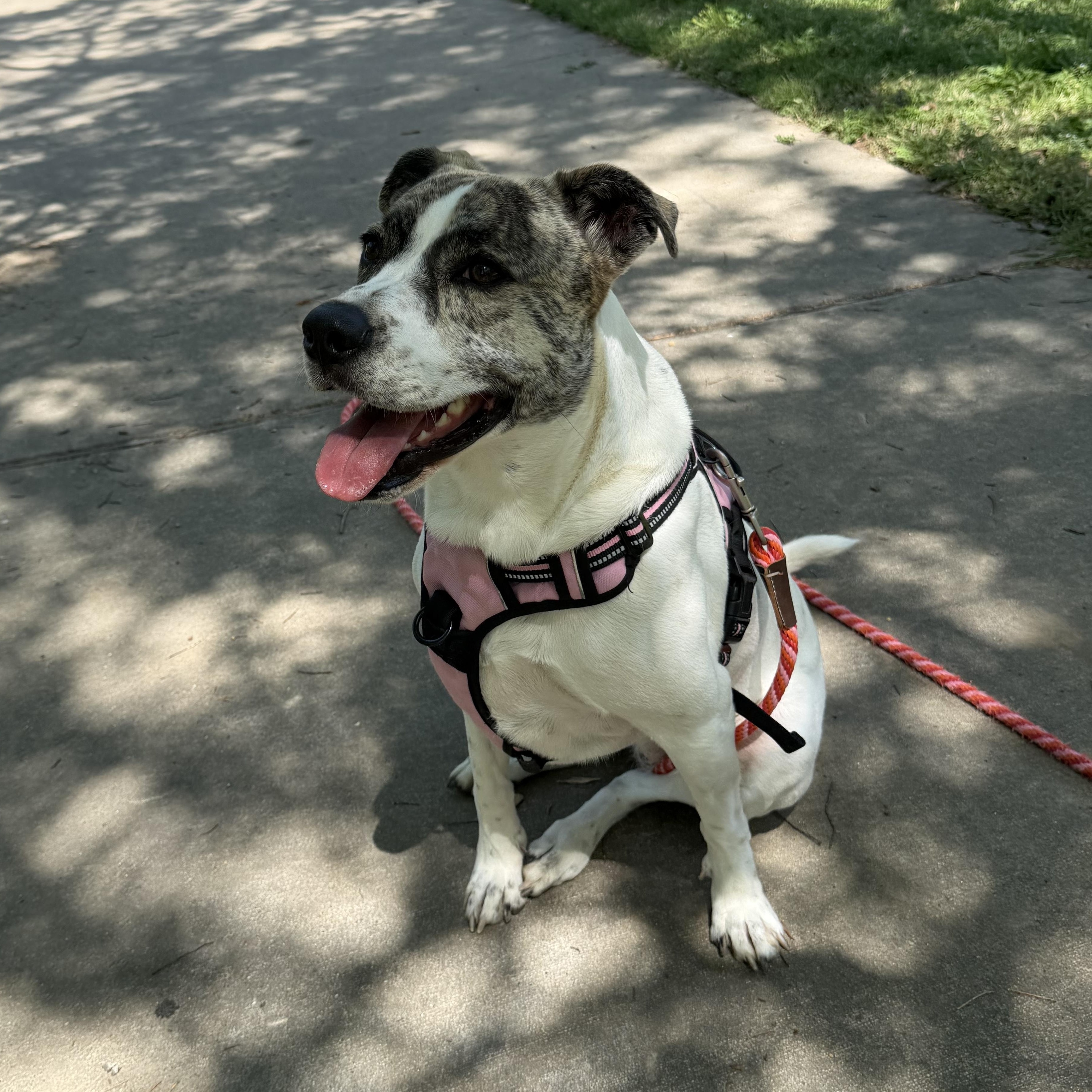 Enlarge Greta, a ADOPTABLE mixed breed in Weatherford, TX image 4/4