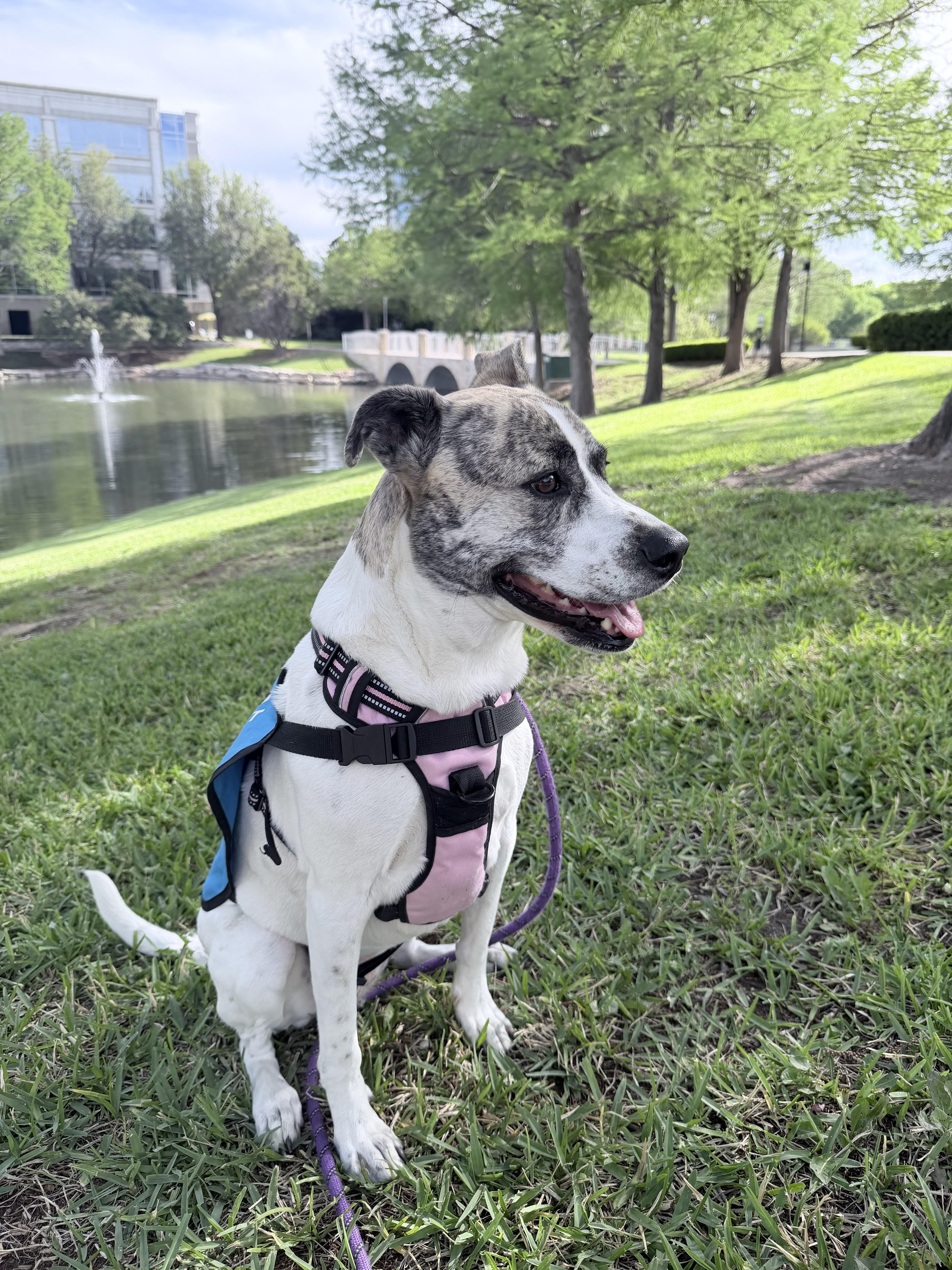 Enlarge Greta, a ADOPTABLE mixed breed in Weatherford, TX image 3/4