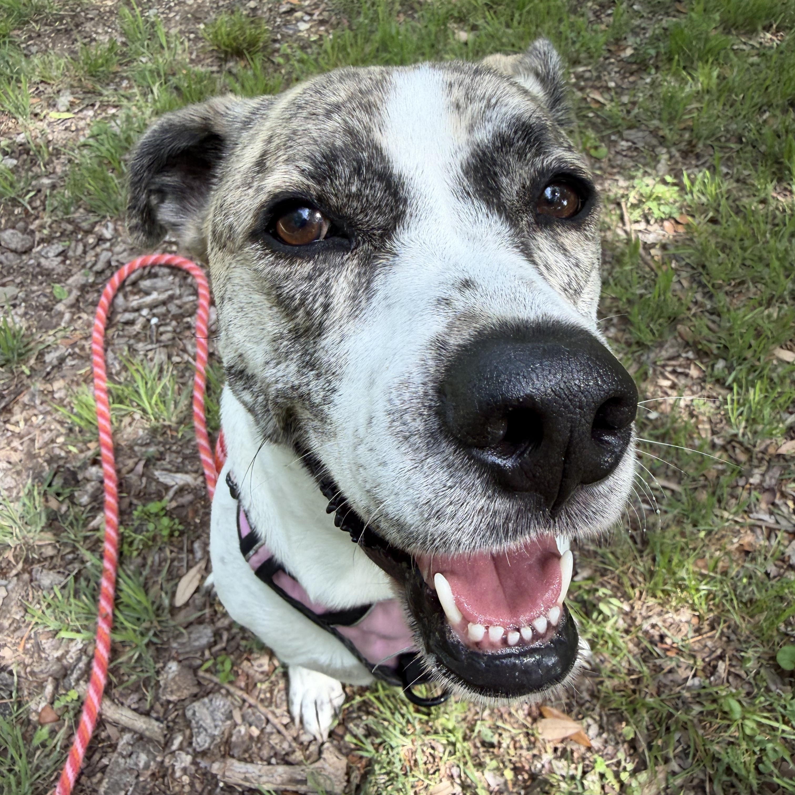 Enlarge Greta, a ADOPTABLE mixed breed in Weatherford, TX image 2/4