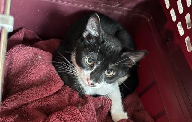 Newton, Adoptable, Adult Male Domestic Short Hair.