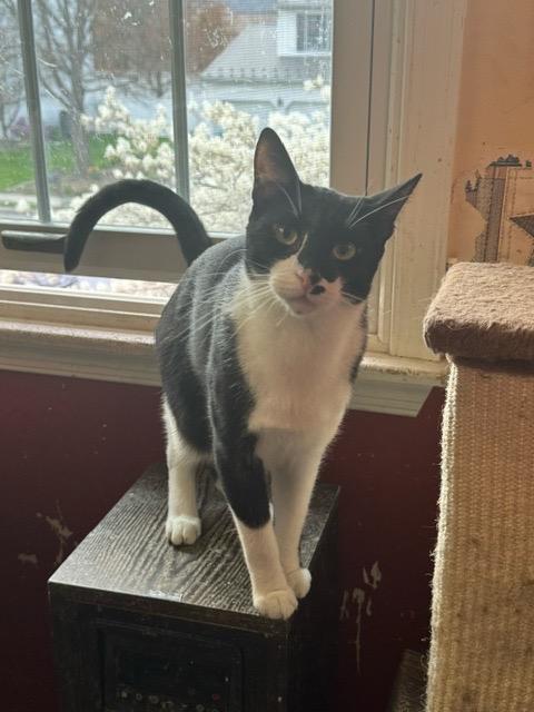 Enlarge Newton, a Adoptable mixed breed in Camp Hill, PA image 2/2