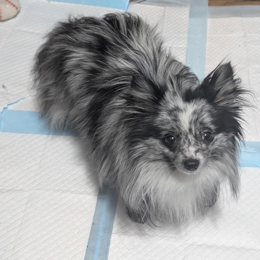 Enlarge Zeke, a Adoptable Pomeranian in Cashmere, WA image 2/3