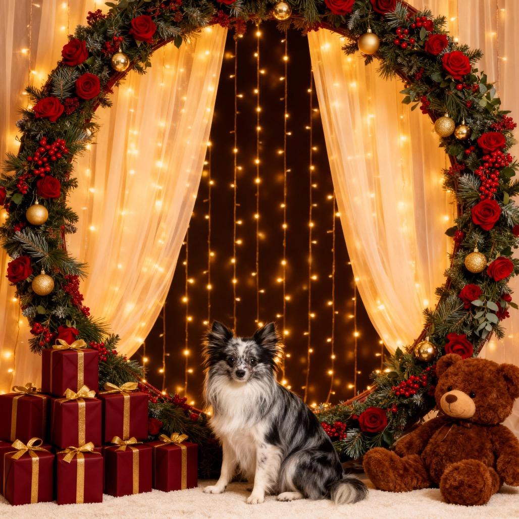 Enlarge Zeke, a Adoptable Pomeranian in Cashmere, WA image 3/3