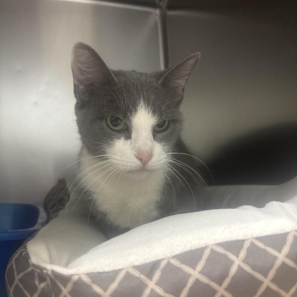 Enlarge Mel, a Adoptable Domestic Short Hair in Canastota, NY image 1/4