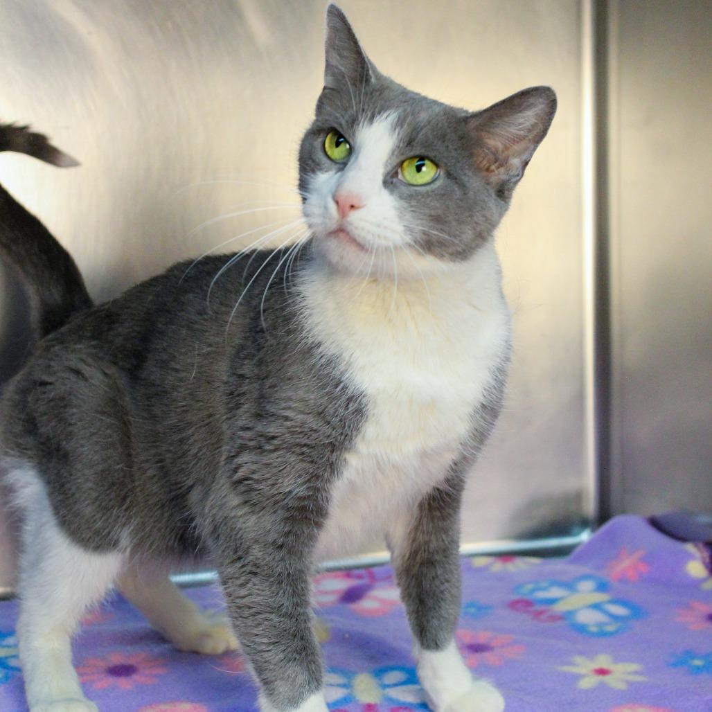 Enlarge Mel, a Adoptable Domestic Short Hair in Canastota, NY image 2/5