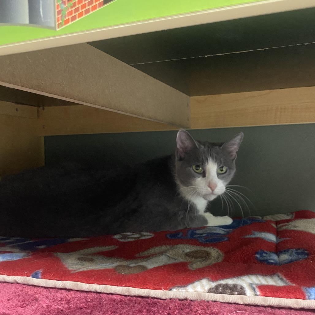 Enlarge Mel, a Adoptable Domestic Short Hair in Canastota, NY image 2/4