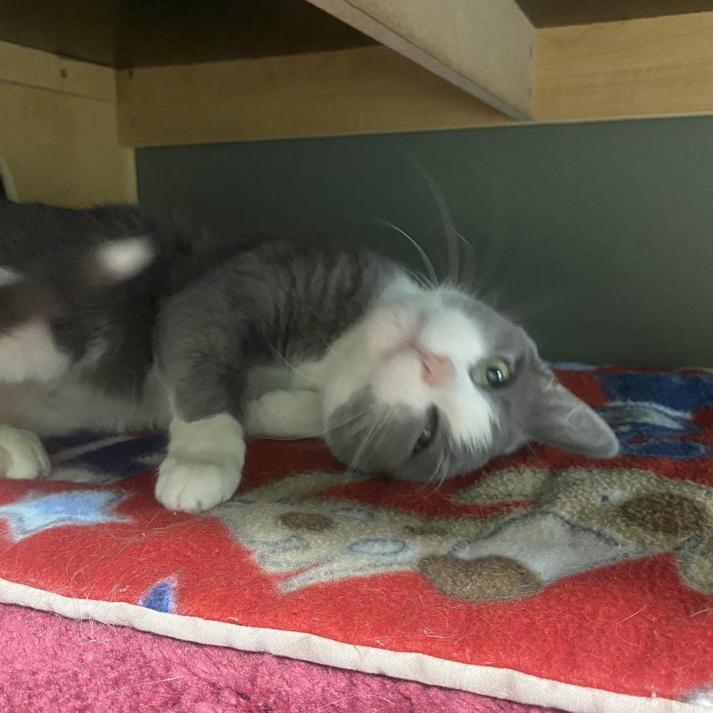 Mel, Adoptable, Senior Female Domestic Short Hair.