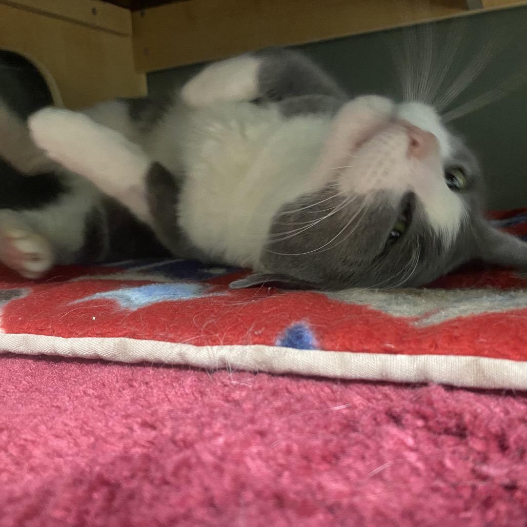 Enlarge Mel, a Adoptable Domestic Short Hair in Canastota, NY image 4/4