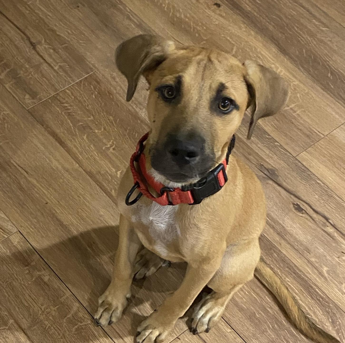 Ernie, Adopted, Puppy Male Labrador Retriever & Black Mouth Cur.