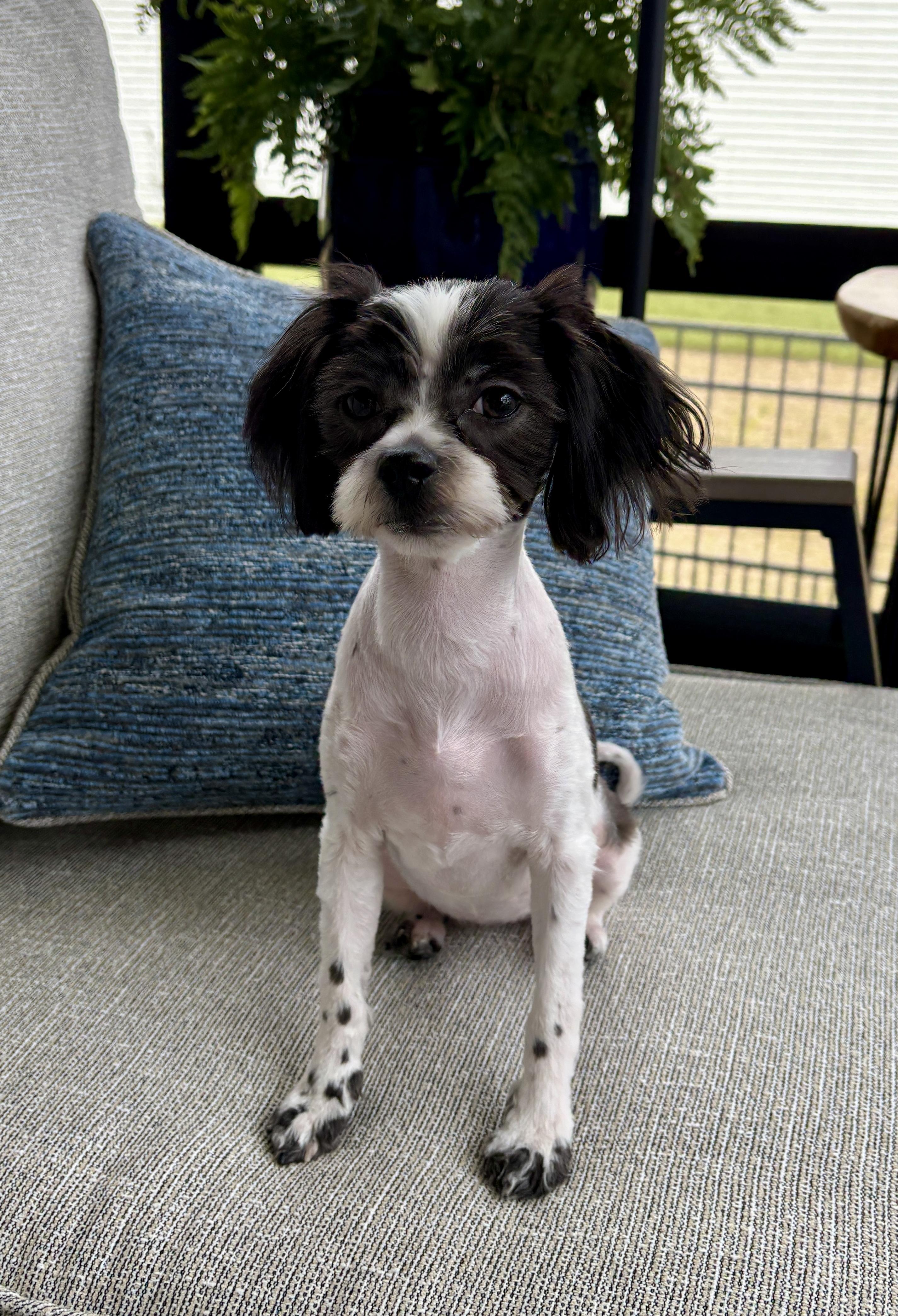 Ivy, Adoptable, Puppy Female Shih Tzu & Maltese.