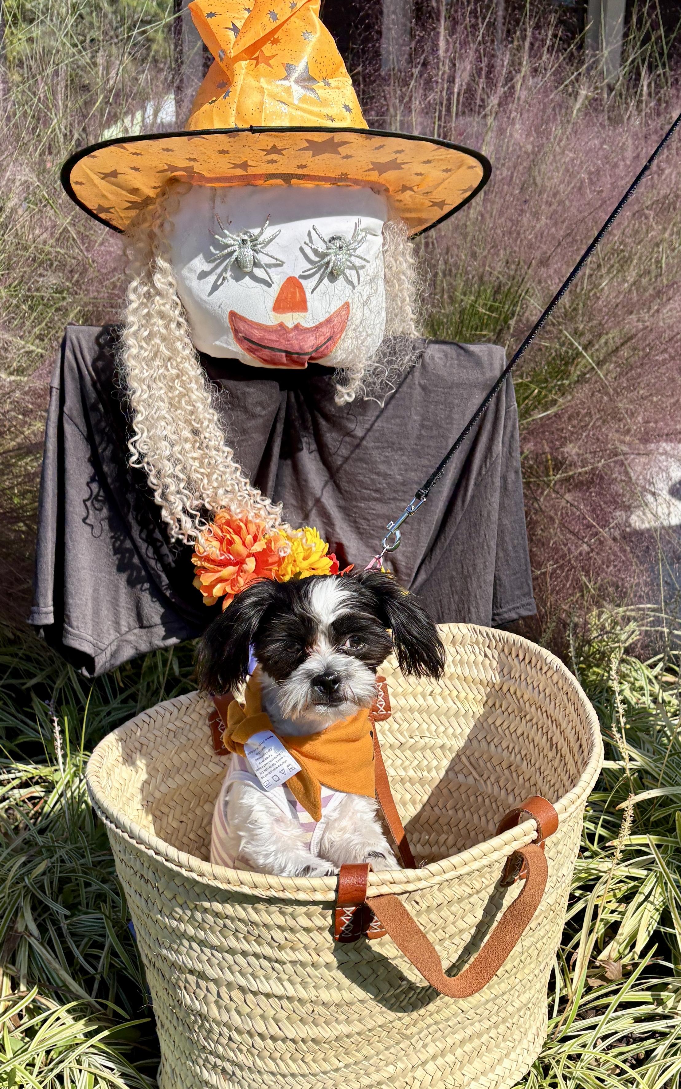 Ivy, Adoptable, Puppy Female Havanese & Shih Tzu.