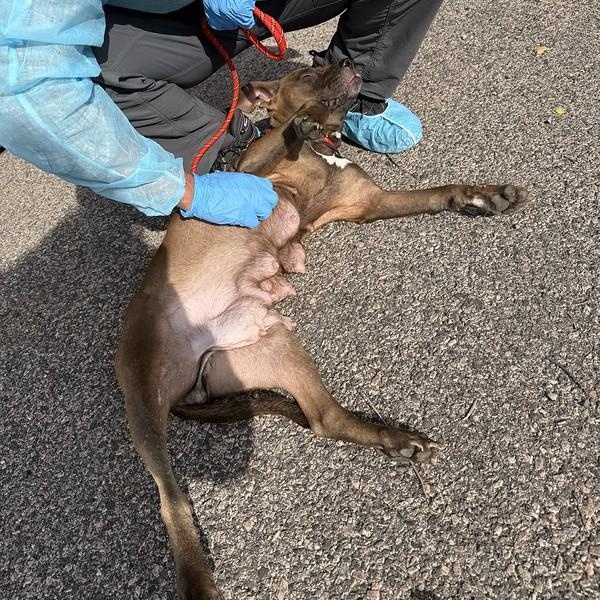 Enlarge Darjeeling (Darling), a Adoptable Mixed Breed in Philadelphia, PA image 6/6