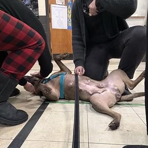 Enlarge Darjeeling (Darling), a Adoptable Mixed Breed in Philadelphia, PA image 4/6