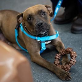 Enlarge Darjeeling (Darling), a Adoptable Mixed Breed in Philadelphia, PA image 1/6