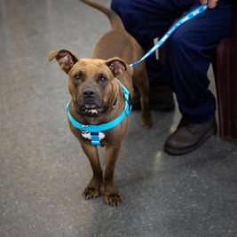 Enlarge Darjeeling (Darling), a Adoptable Mixed Breed in Philadelphia, PA image 2/6