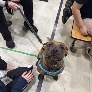 Enlarge Darjeeling (Darling), a Adoptable Mixed Breed in Philadelphia, PA image 3/6