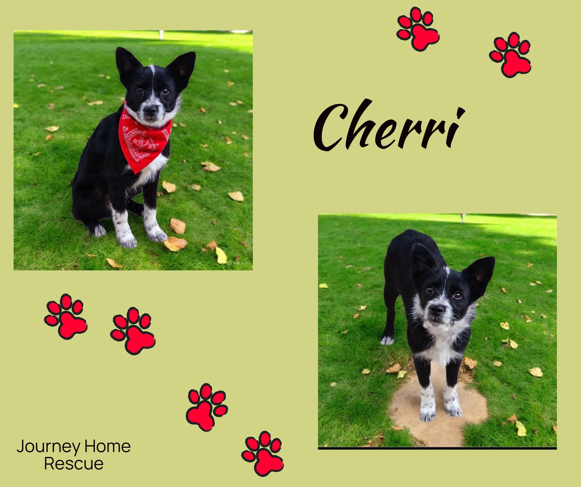 Small Dogs for Adoption Wenatchee: Find Your Furry Friend