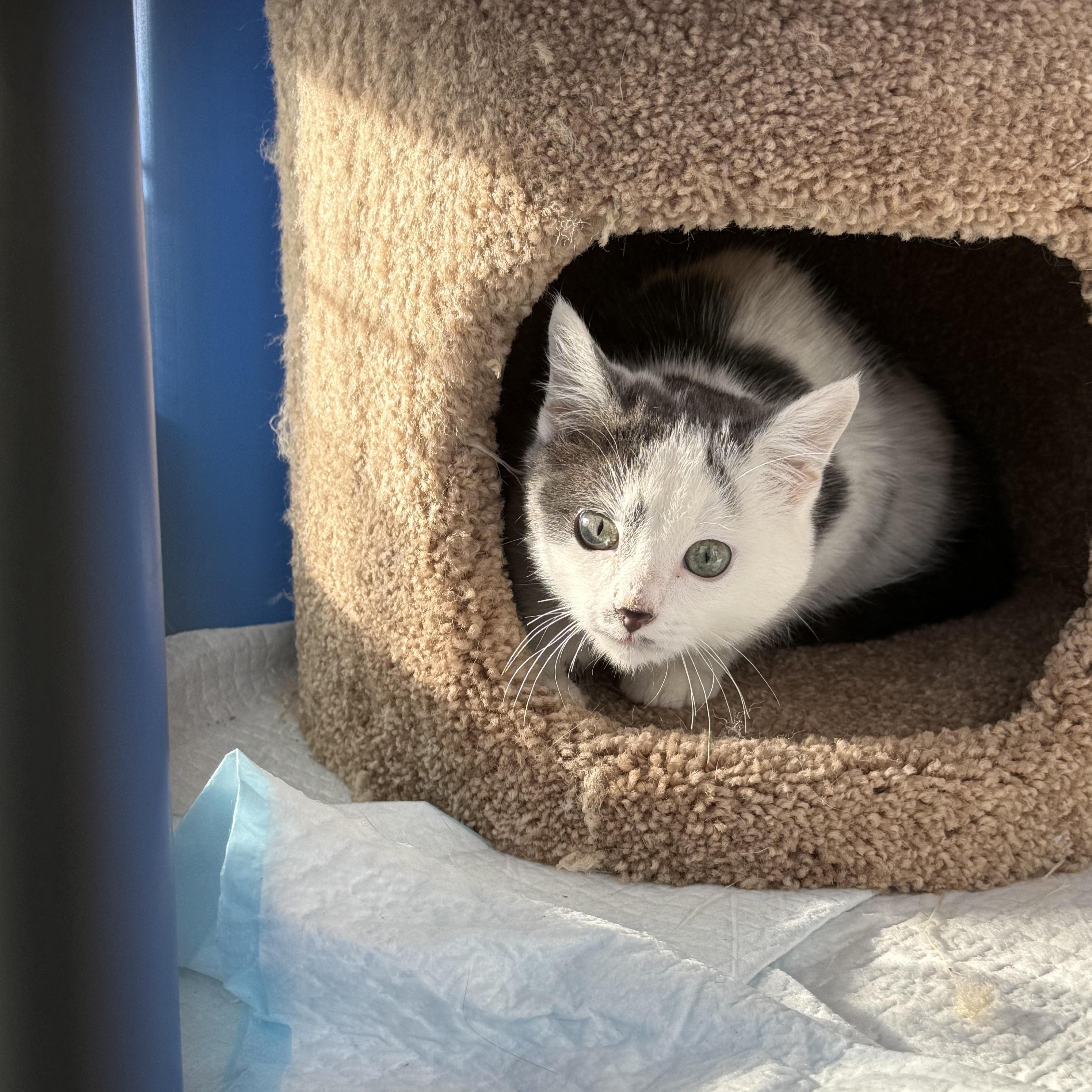 Enlarge Milo, a Adoptable Domestic Short Hair in Butte, MT image 2/5