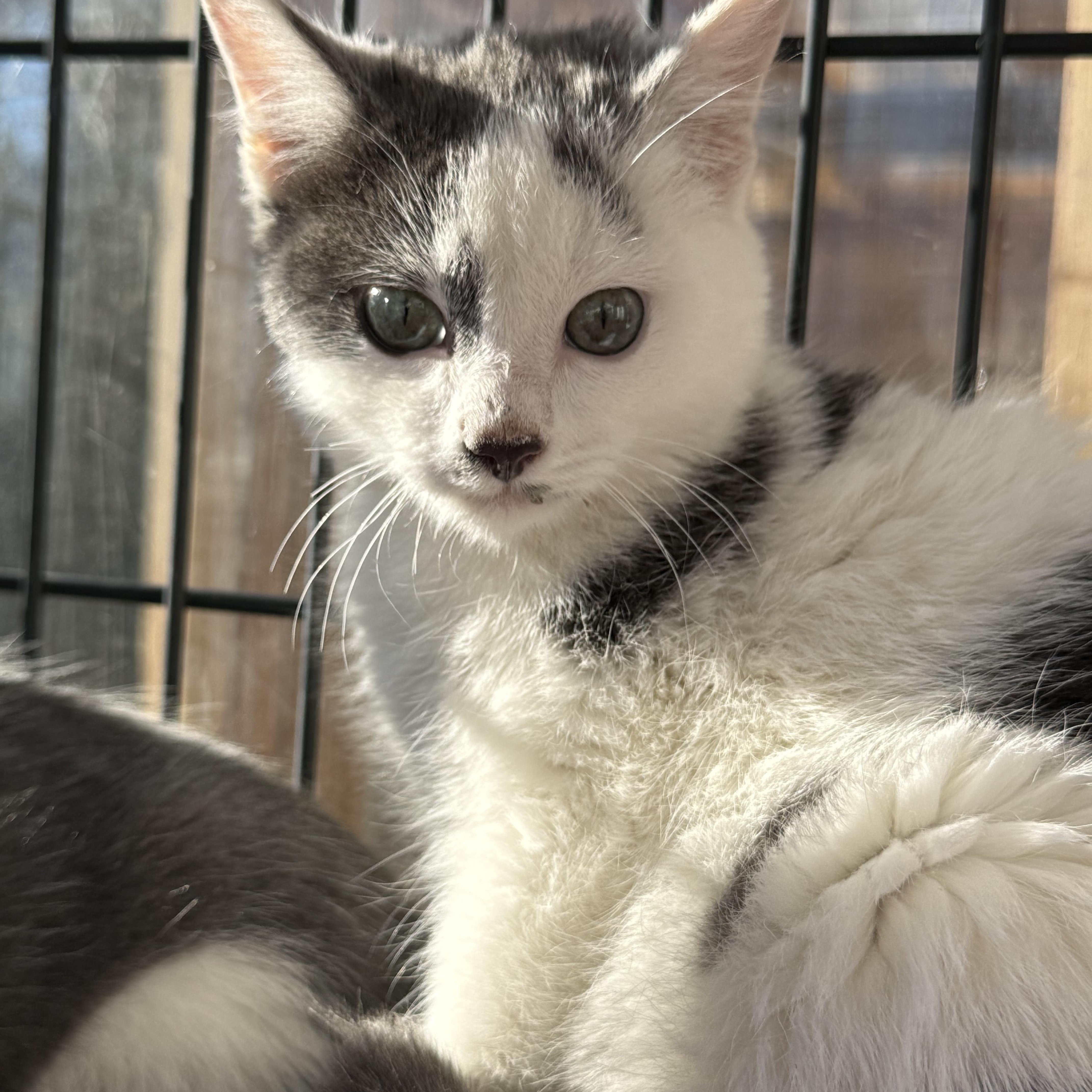 Enlarge Milo, a Adoptable Domestic Short Hair in Butte, MT image 5/5