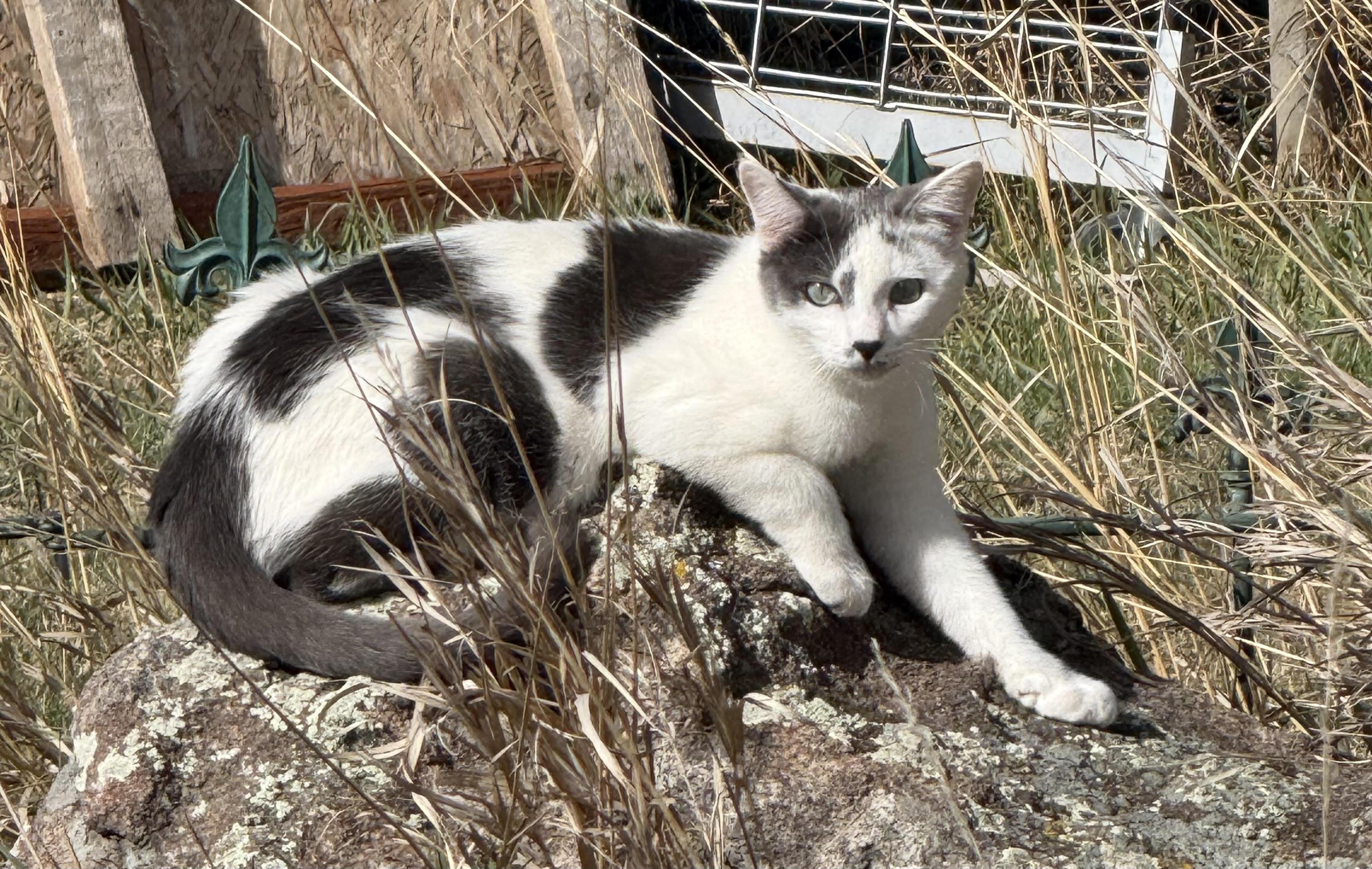 Milo, Adoptable, Young Male Domestic Short Hair.