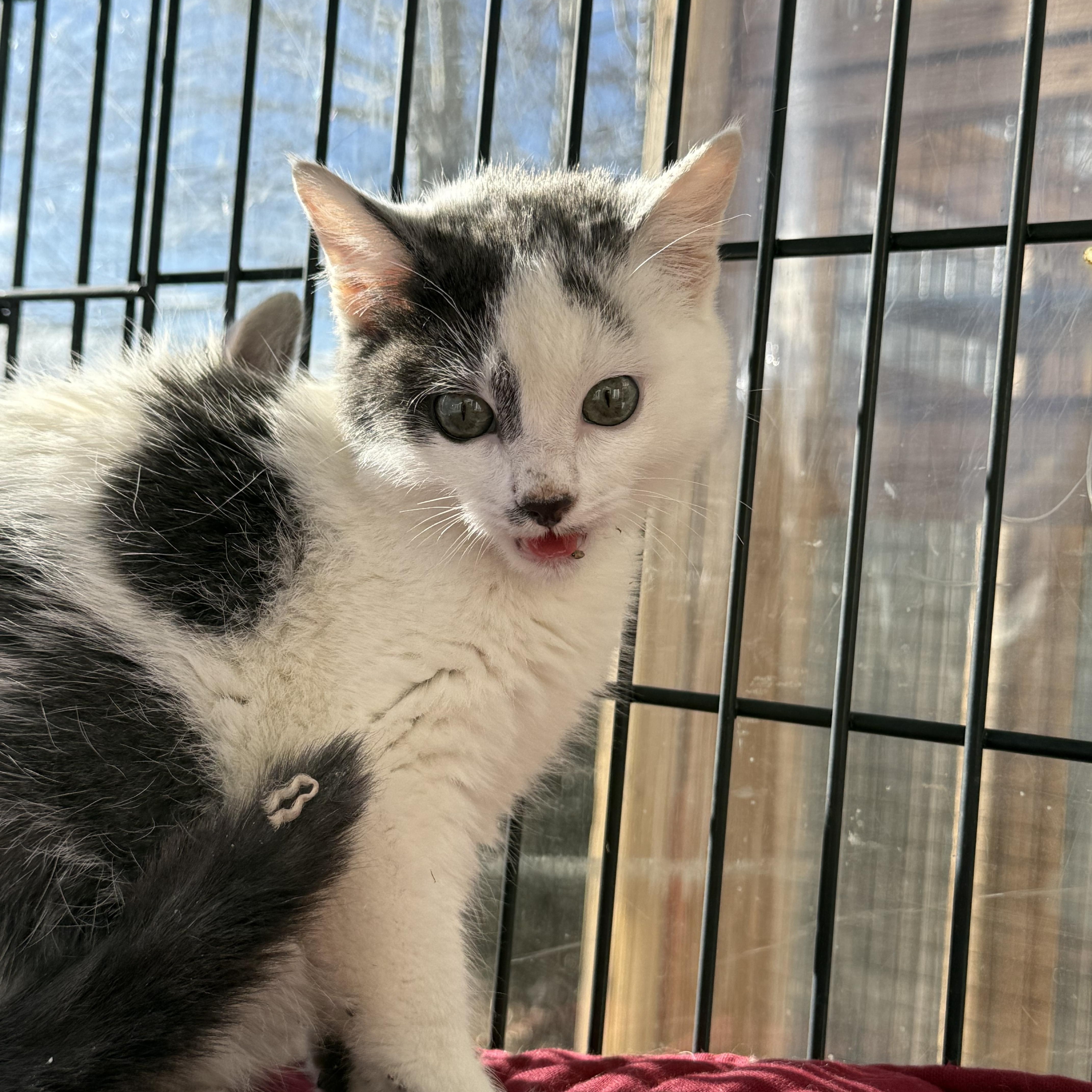 Enlarge Milo, a Adoptable Domestic Short Hair in Butte, MT image 4/5
