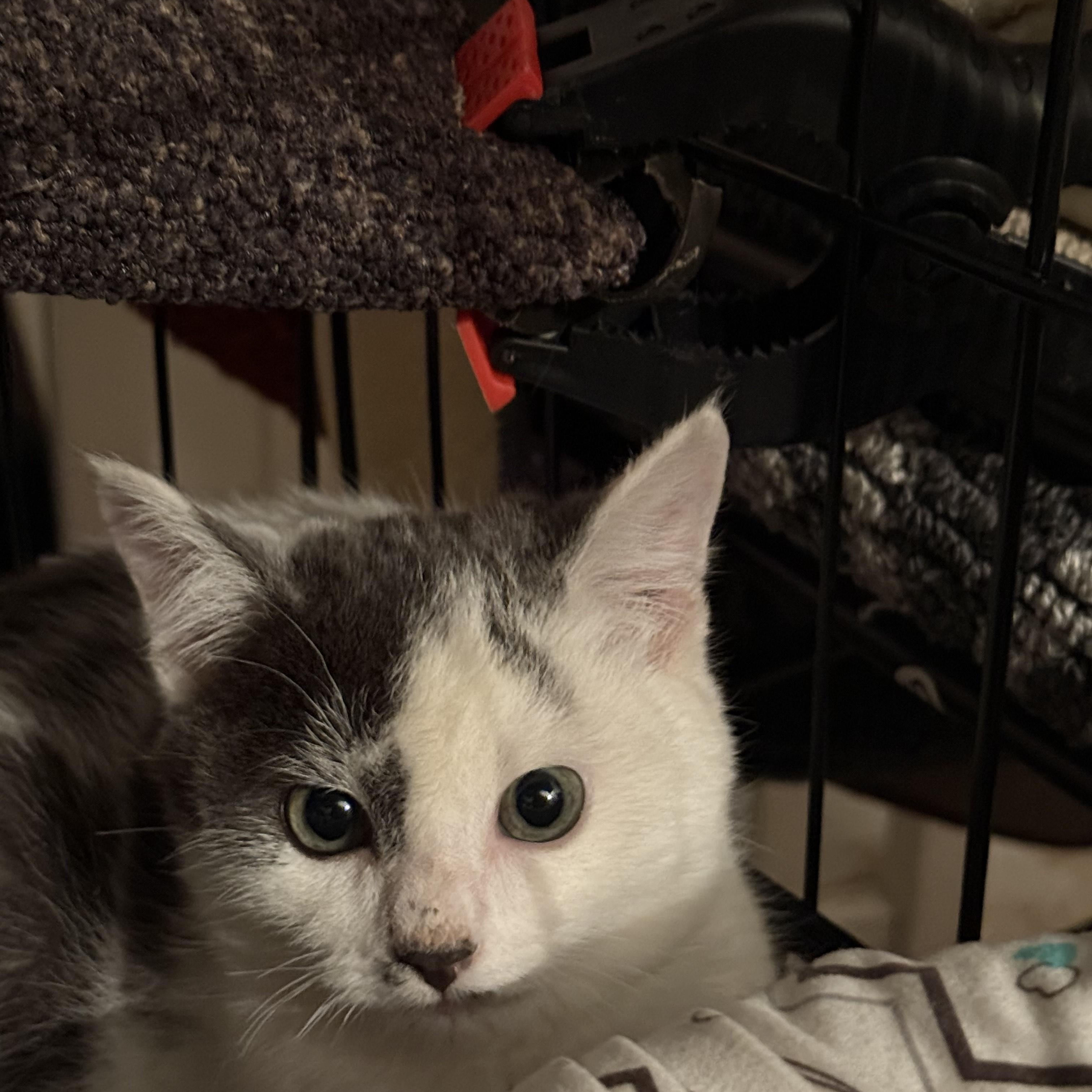 Enlarge Milo, a Adoptable Domestic Short Hair in Butte, MT image 3/5
