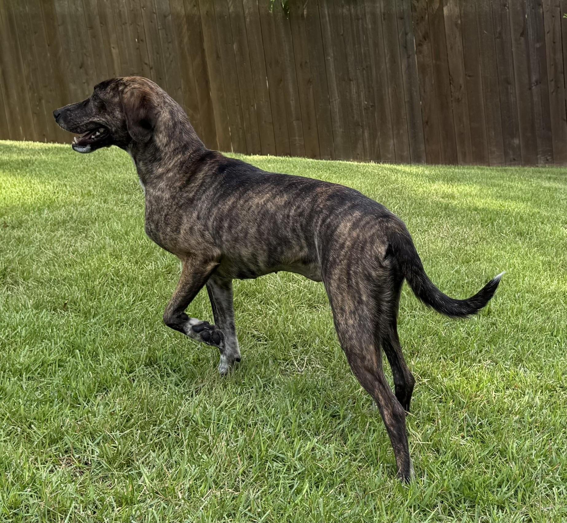 Stormy, Adoptable, Young Female Treeing Walker Coonhound.