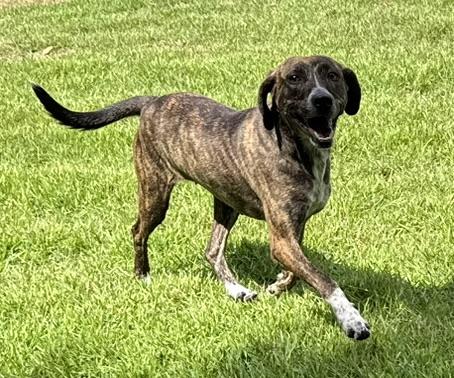 Enlarge Stormy, a Adoptable mixed breed in Arlington, TN image 5/6