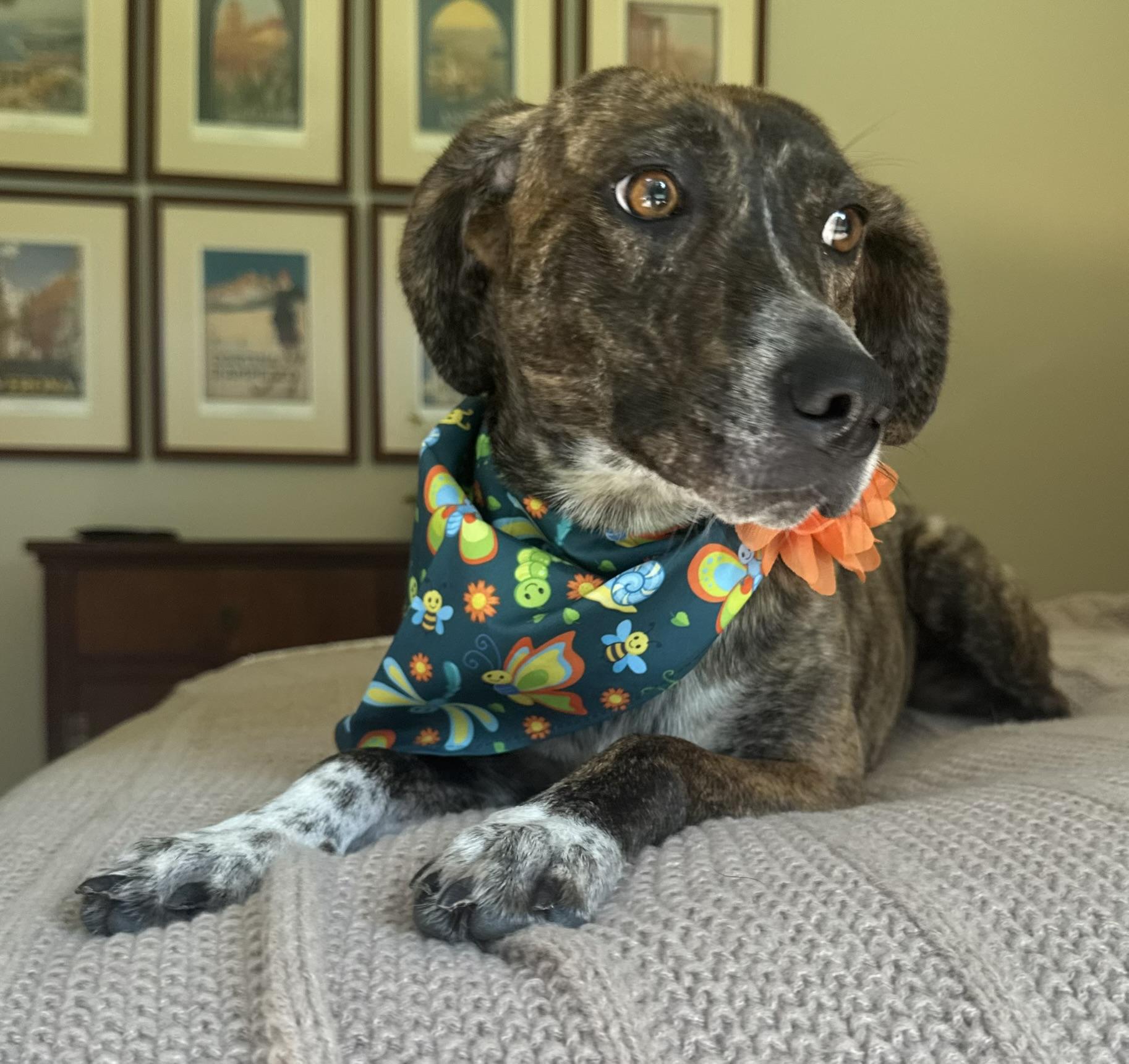 Enlarge Stormy, a Adoptable mixed breed in Arlington, TN image 2/6