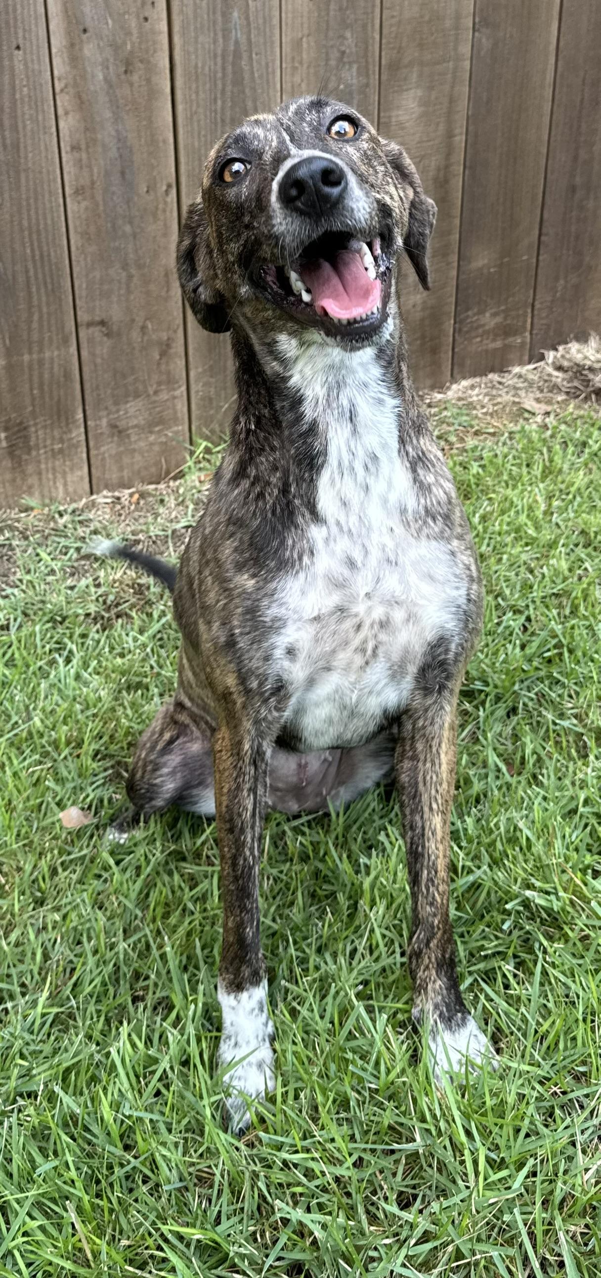 Enlarge Stormy, a Adoptable mixed breed in Arlington, TN image 4/6