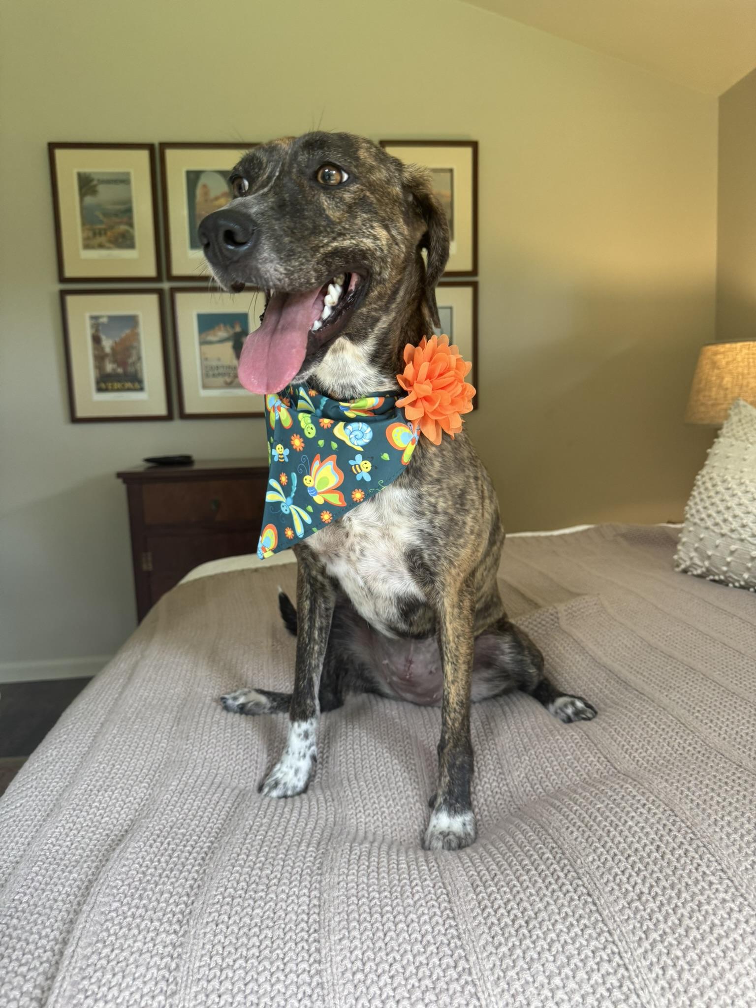 Enlarge Stormy, a Adoptable mixed breed in Arlington, TN image 6/6