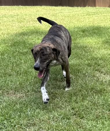 Enlarge Stormy, a Adoptable mixed breed in Arlington, TN image 3/6
