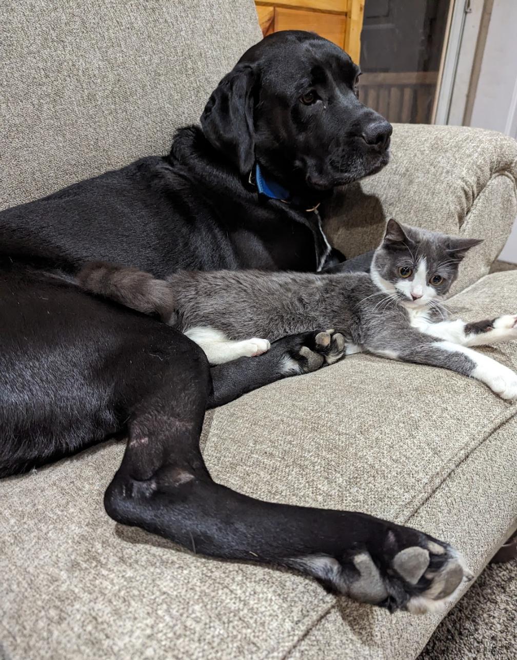 Enlarge Evie, a Adopted Domestic Short Hair in Merrill, MI image 1/5