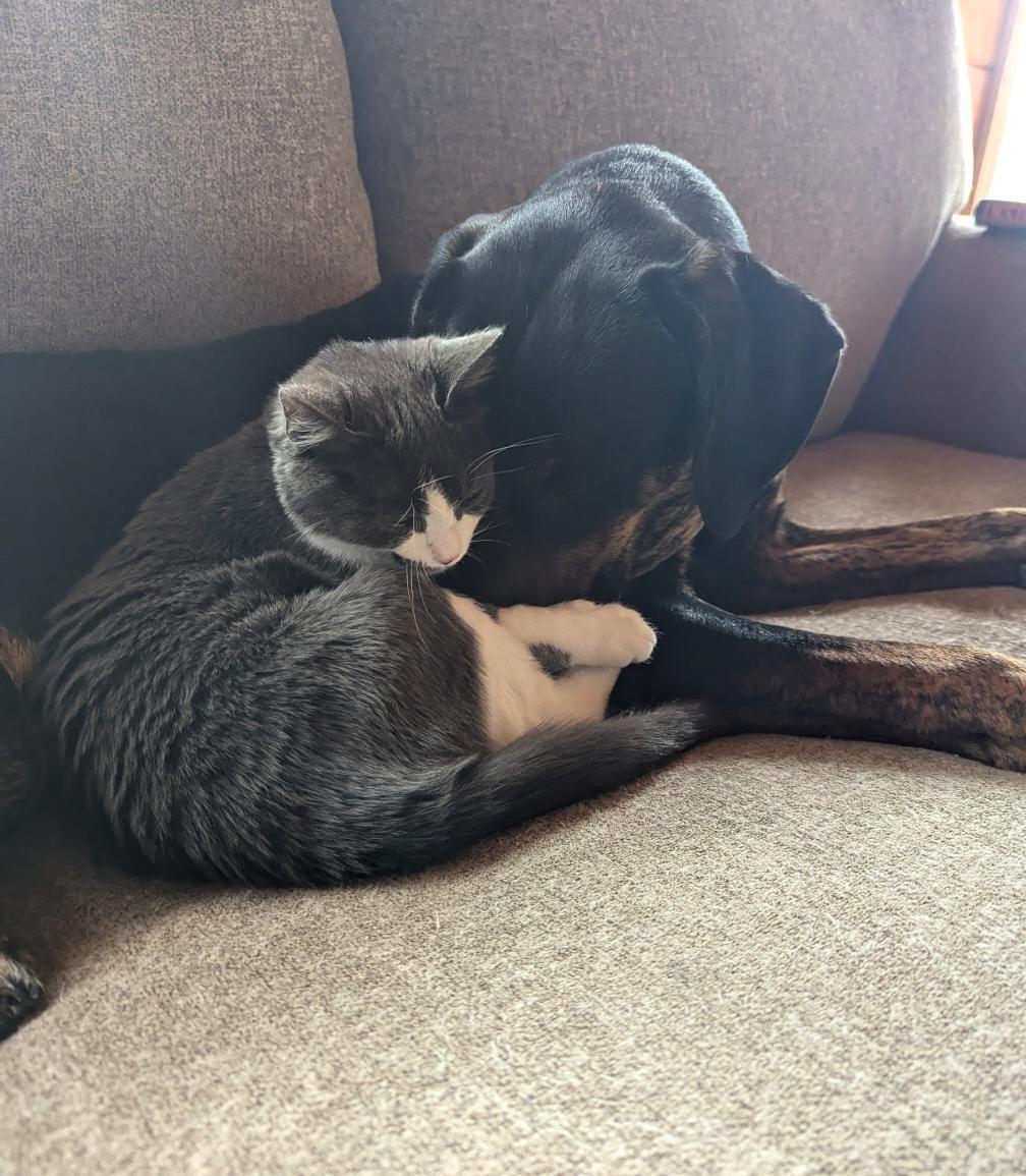 Enlarge Evie, a Adopted Domestic Short Hair in Merrill, MI image 2/5